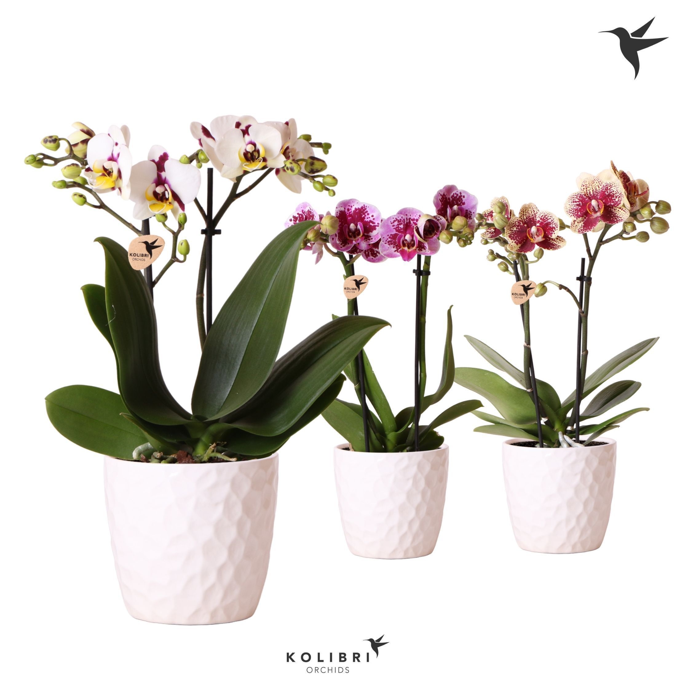 Kolibri Orchids Phalaenopsis Diamond mix 2 spike in Honey pot, D 9