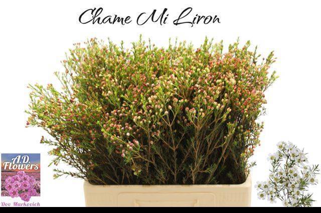 Шамелациум Лирон 60, шт.