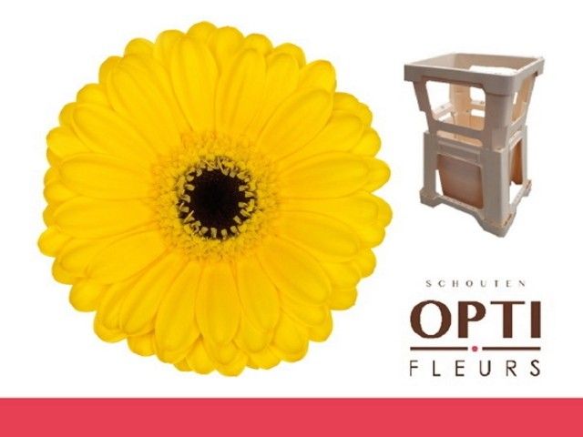 Гермини Пэкмэн, шт.