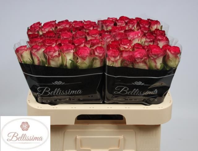 Роза од. Керис! 60, шт.