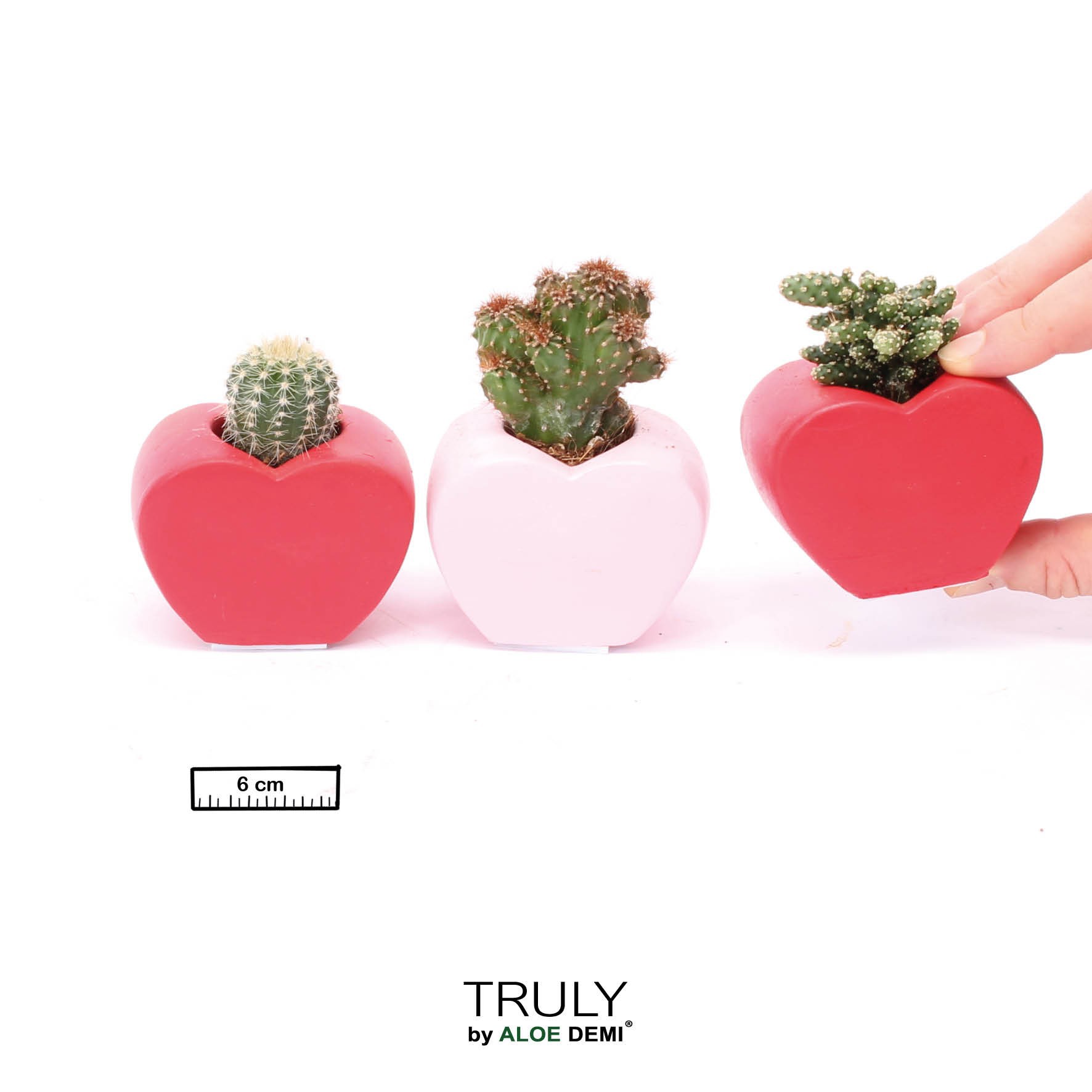 TRULY Cactus, Heart mini, D 6