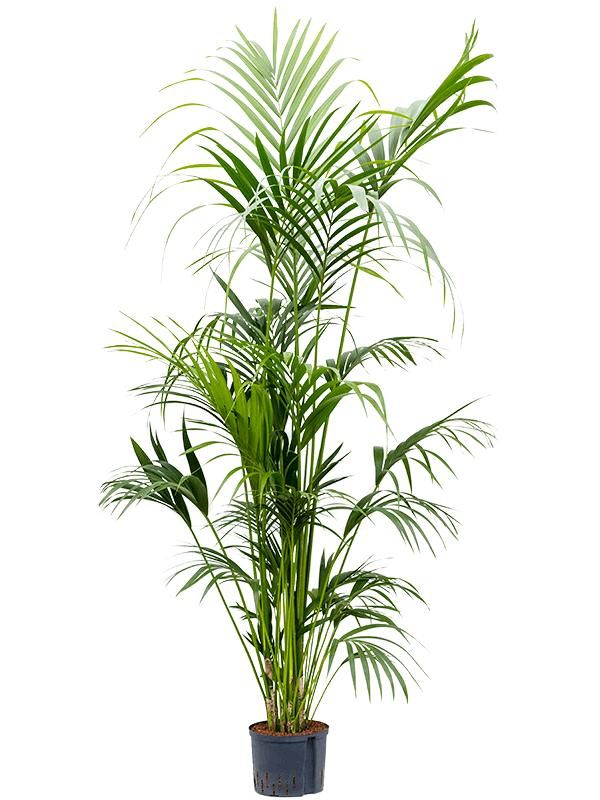 Kentia (Howea) forsteriana, D 25 cm