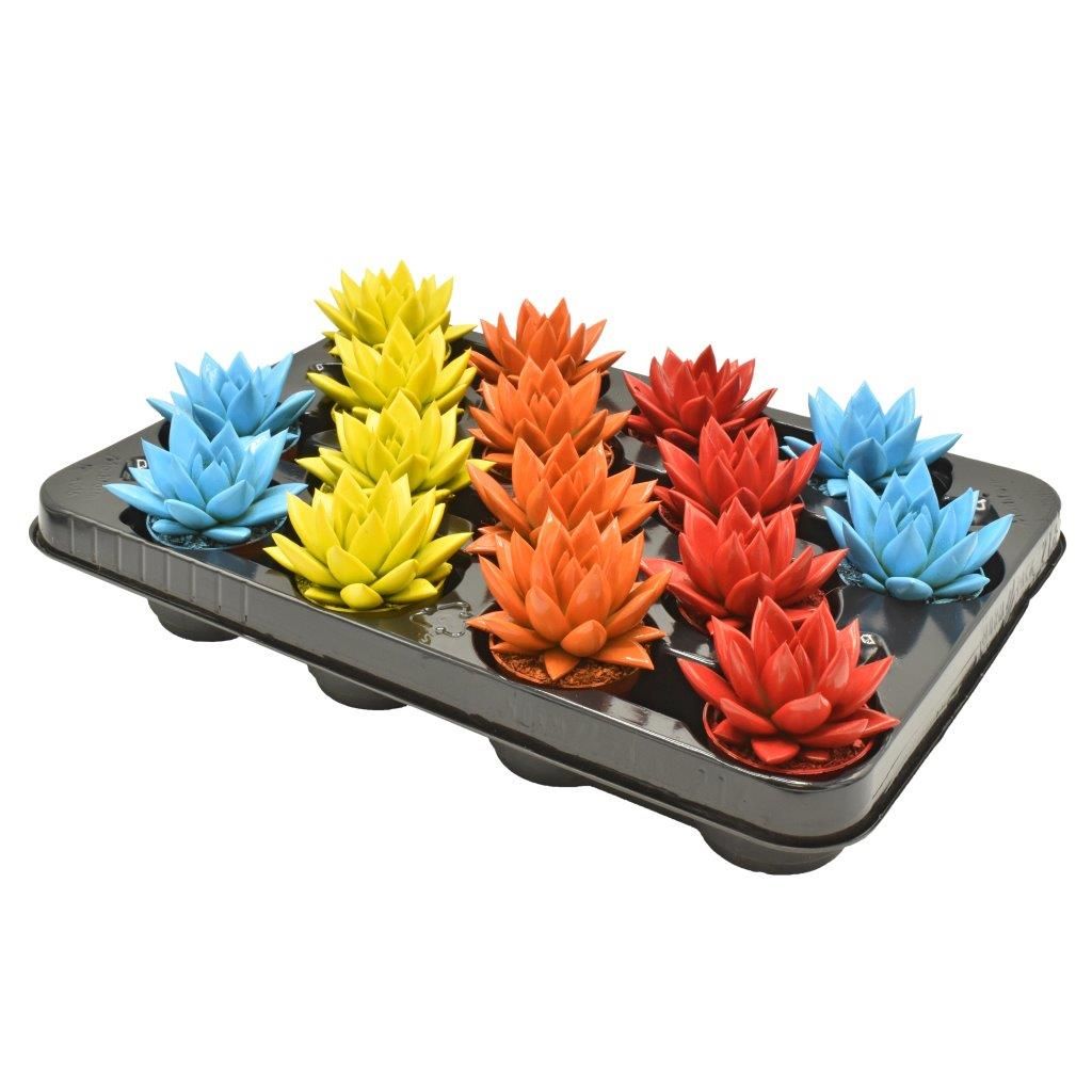 Miranda coloured mix, D 6