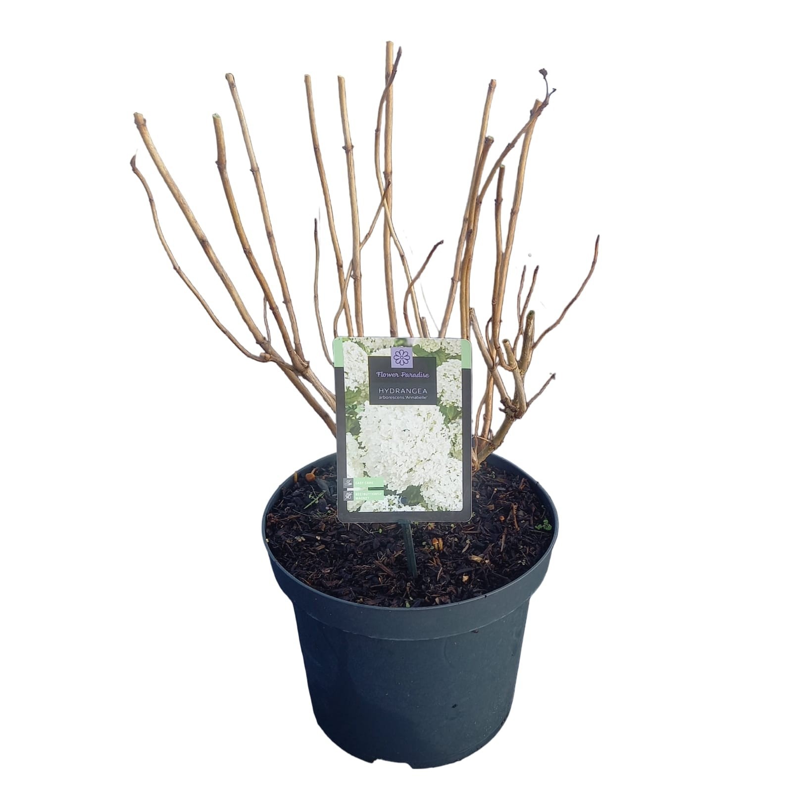 Hydrangea arborescens 'Annabelle', D 26