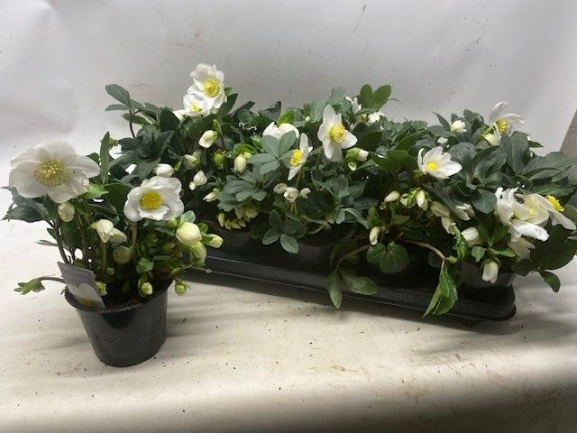 Helleborus niger-FBA®-Happy Day Royal-P12-XXL, D 12