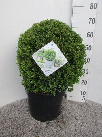 Ilex crenata Stokes 45 cm bol P32, D 32 cm