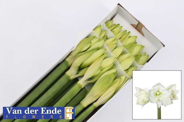 Амарилис Мон Блан (бел.) x15, шт.