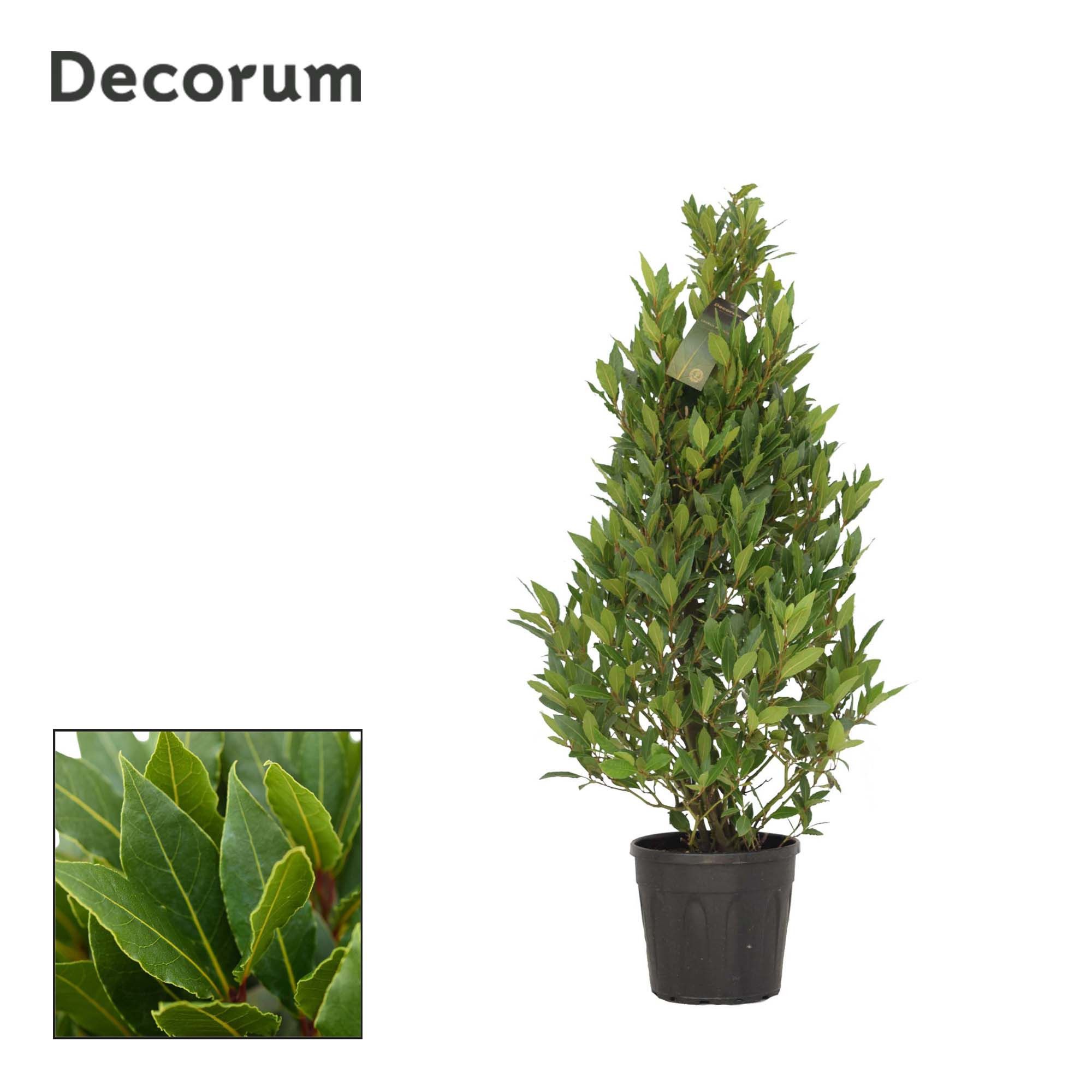 Laurus nobilis Piramide, D 25