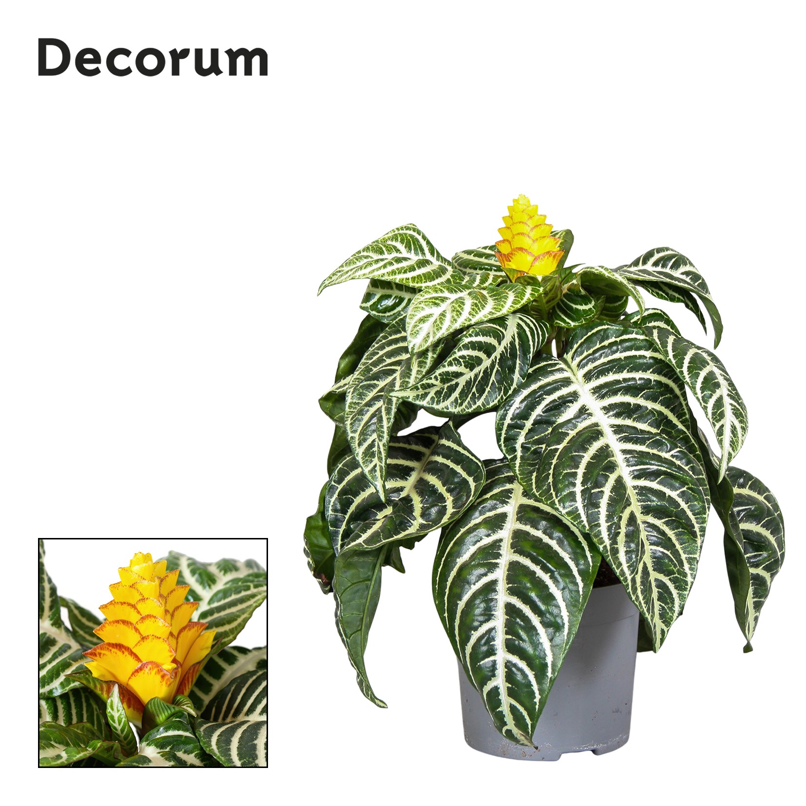 Aphelandra Squarrosa, D 13