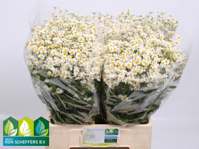 Танацетум Камерон 65 (бел.), шт.