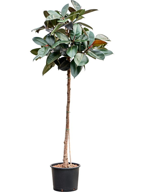 Ficus elastica 'Abidjan', D 30