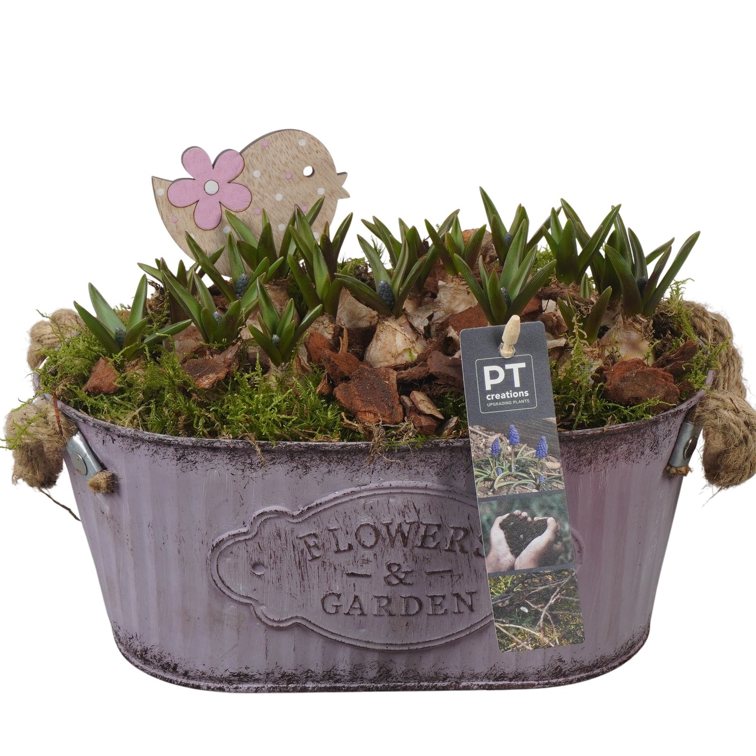 PTMB6162 Arrangement Muscari Blue in zink pot, D 24