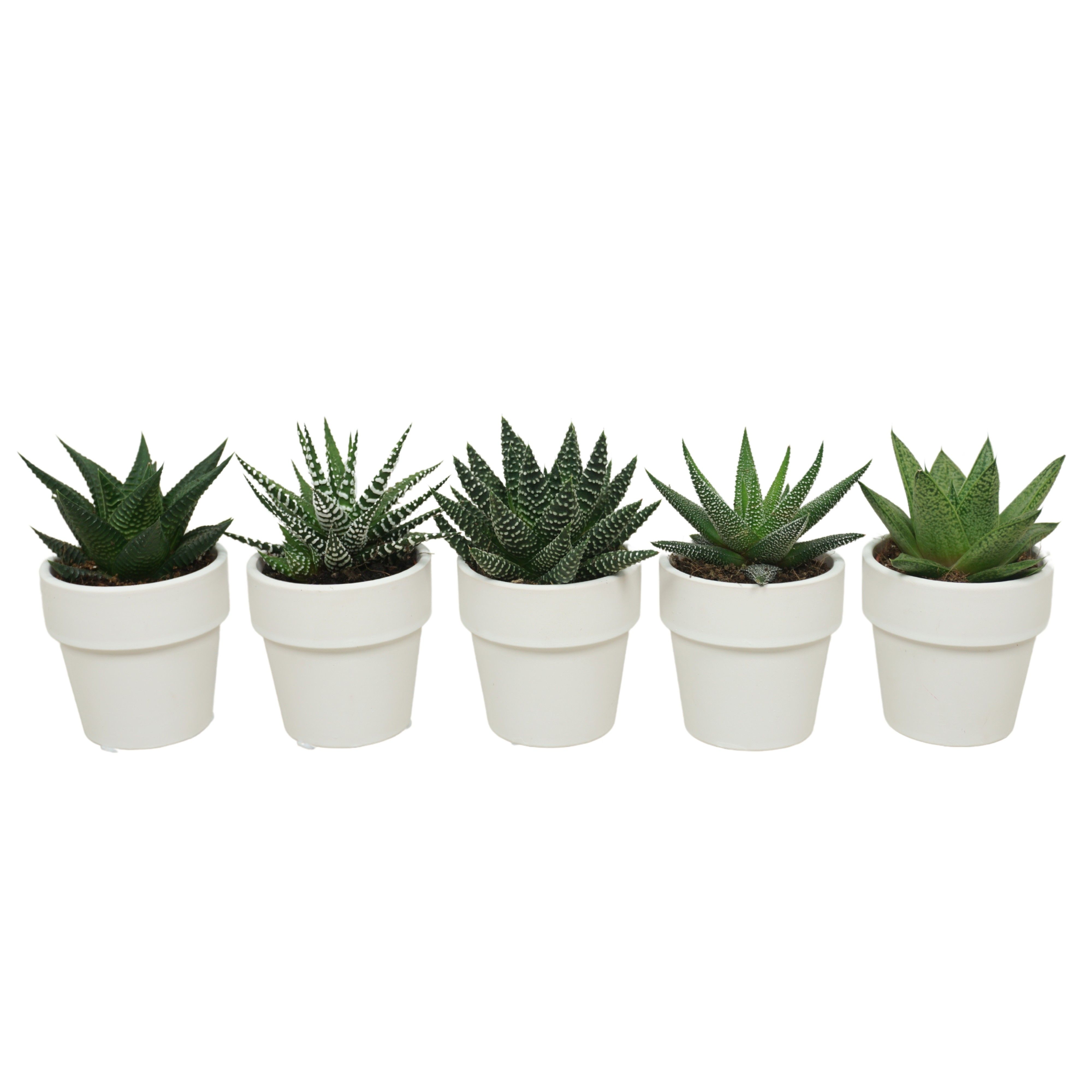 Aloë/Haworthia mix in 6 cm 'Wit Kraagpotje', D 5,5