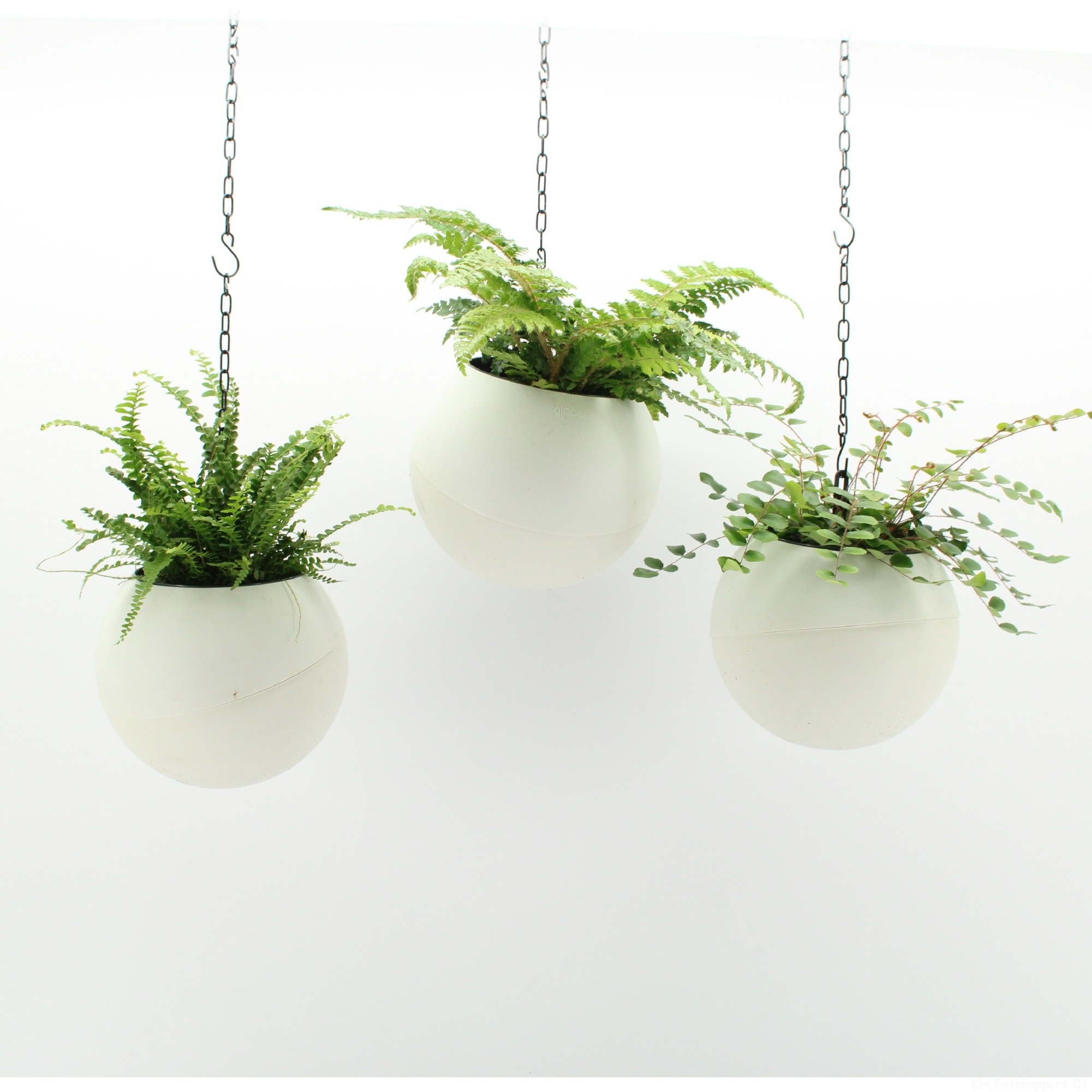 Globee Indoor Fern mix 134, D 20