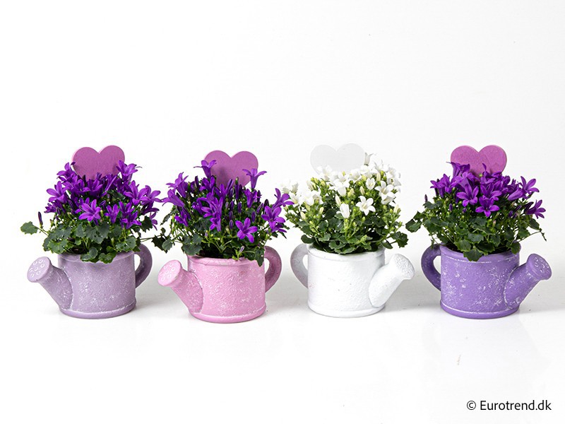VALENTIJN CERAMIC 2026 CAMPANULA, D 6