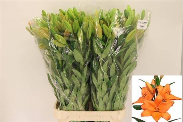 Лилия Айдахо 105, шт.