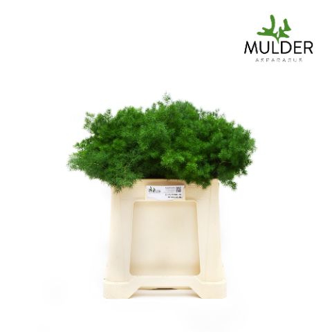 Аспарагус Умбелатус 50, шт.