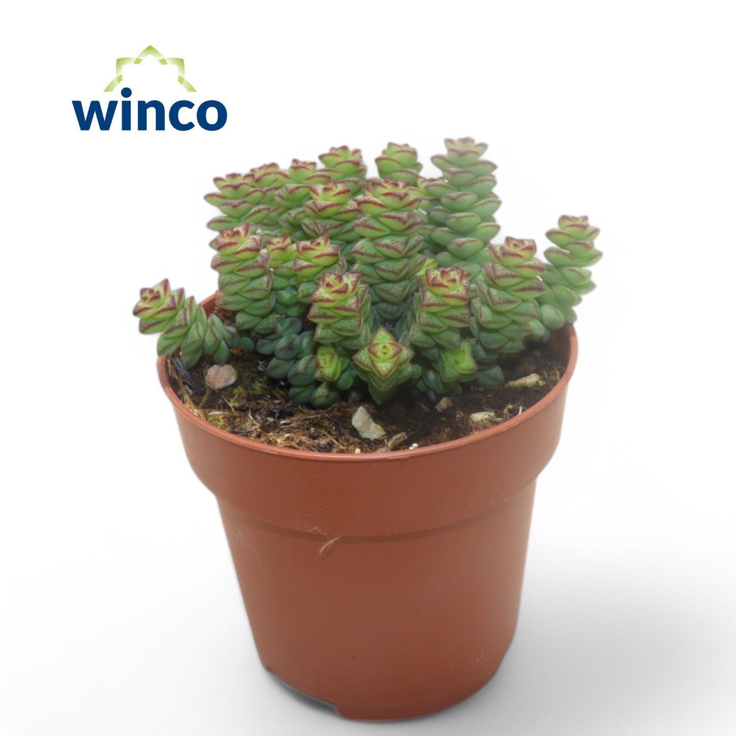 Crassula Marneriana, D 8,5