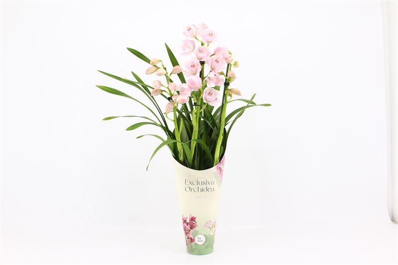 Potcover p12 exclusiva orchidea Cymbidium p12 Pink Bell 3T15+, D 12