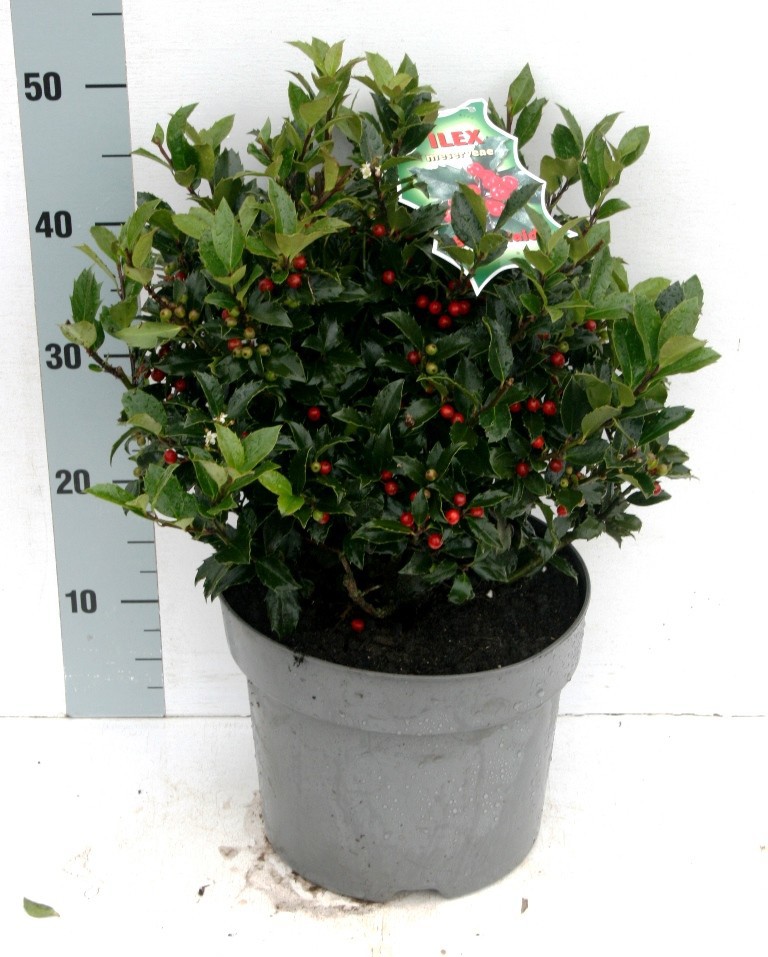 Ilex mes. 'Blue Maid', D 26