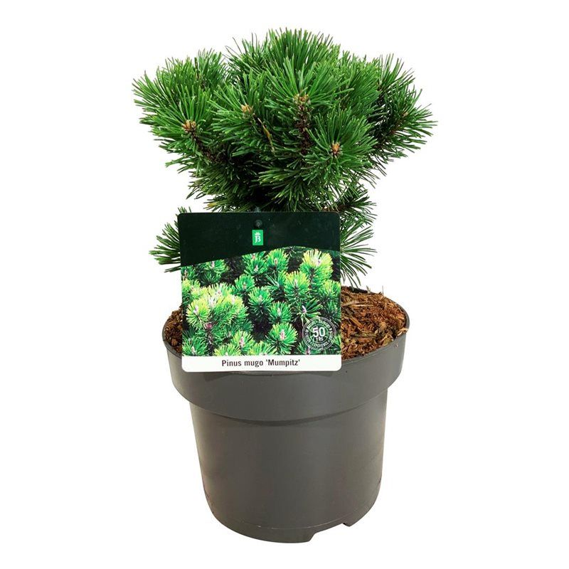 Pinus mugo 'Mumpitz', D 21