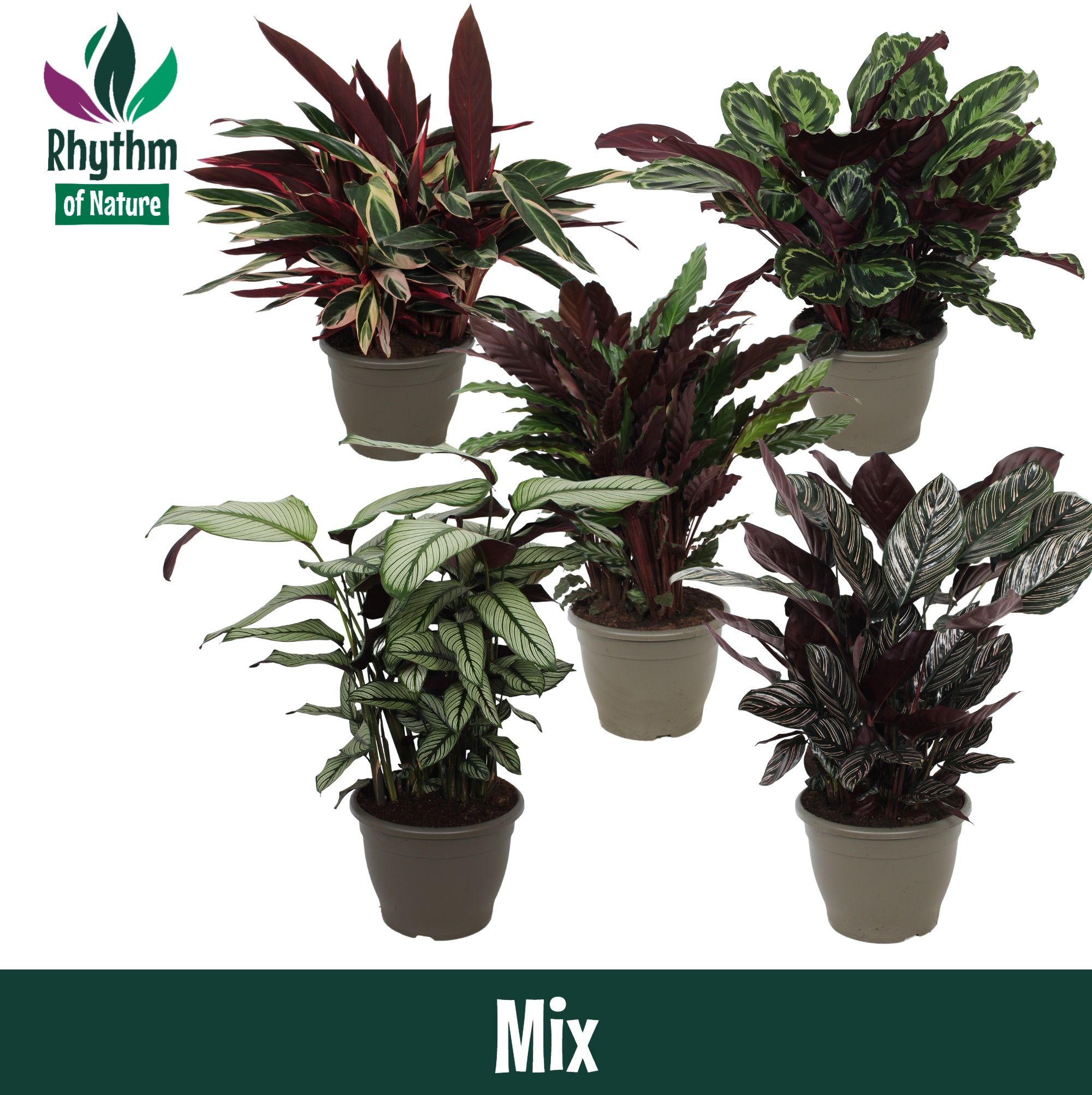 Calathea 32cm gemengd - Rhythm of Nature, D 32