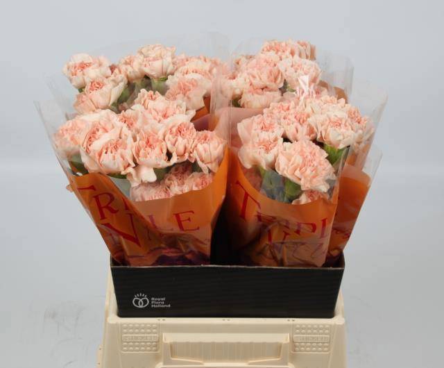 Диантус од. Новиадо, шт.