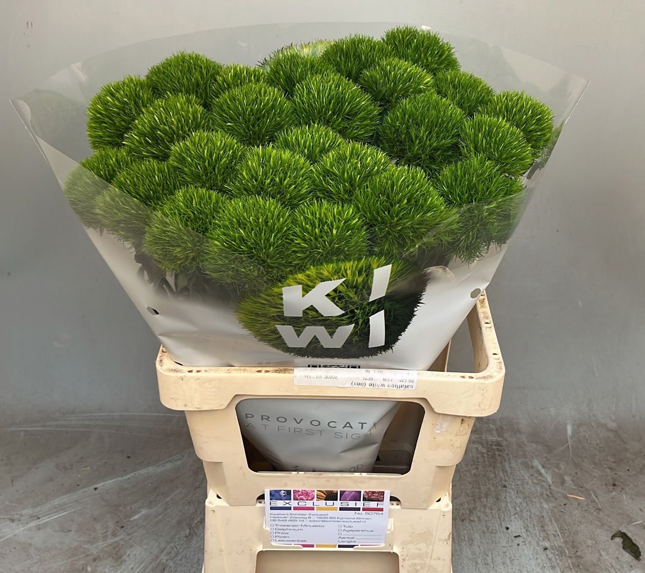 Диантус Барбатус Киви Меллоу Кул 65, шт.