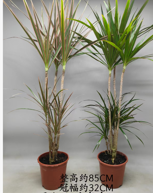 Драцена Те Хивенлй Матч энд те Милленниал Вуд Микс Пак 15 85