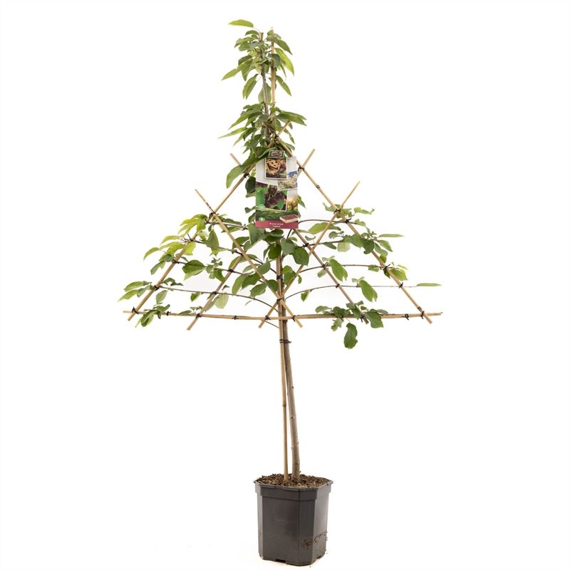 Prunus avium Lapins leivorm Zoete kers, D 24