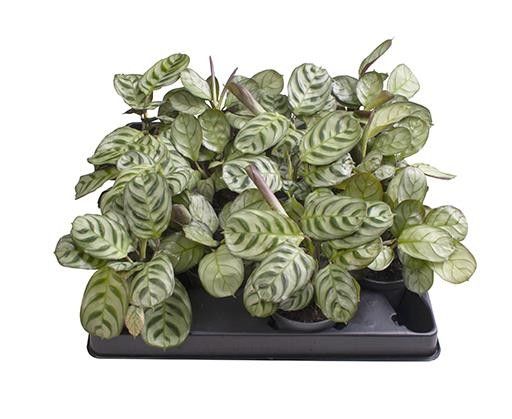 MARANTA LEUCONEURA 'CALATHEA/MARANTA MIX' 65359, D 6