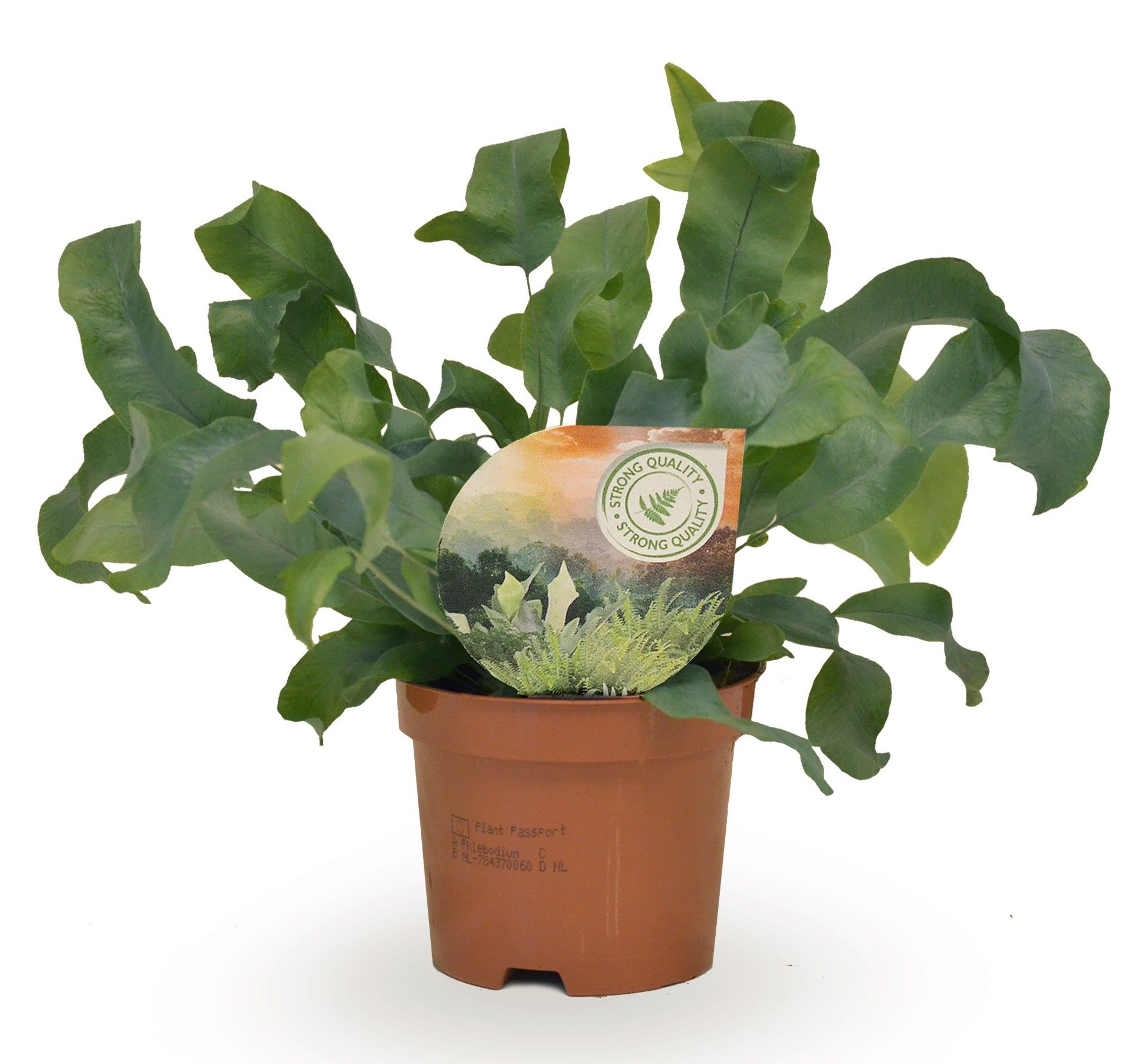 Phlebodium Blue Star, D 9