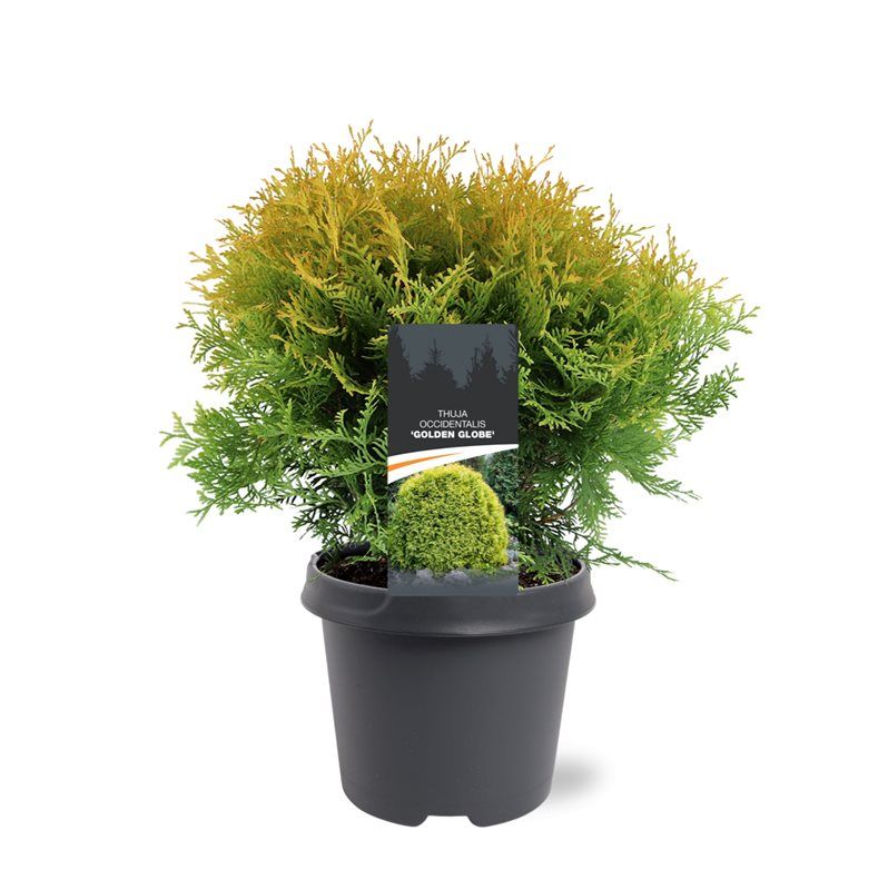 Thuja occidentalis 'Golden Globe', D 23