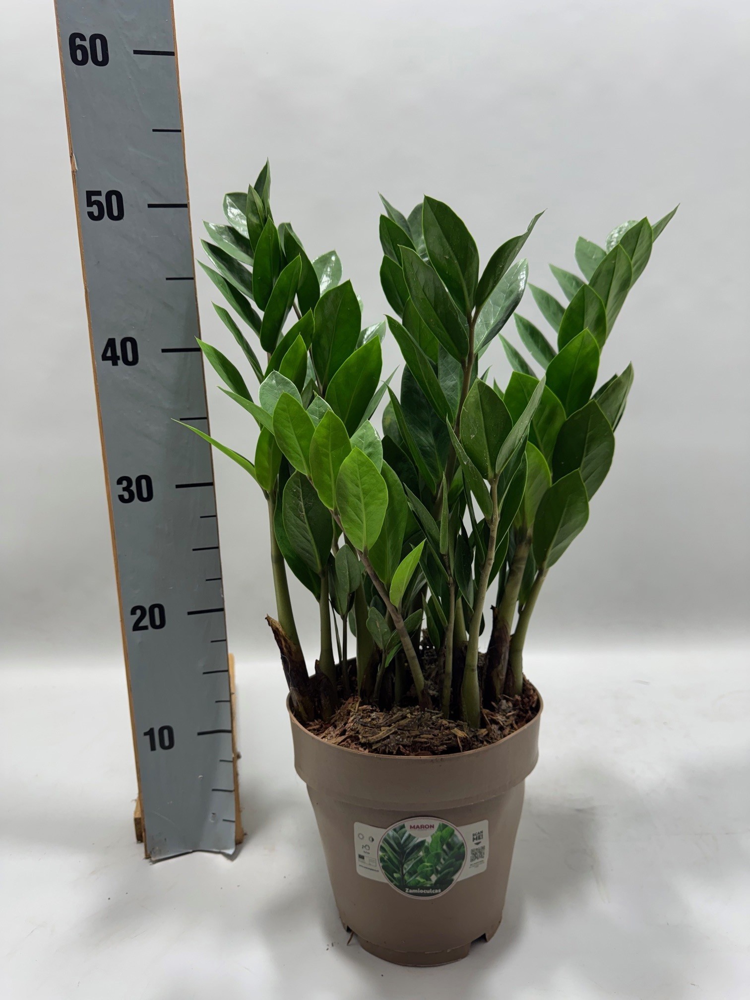 Zamioculcas P17 50cm 10+ veren, D 17