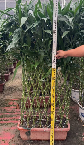 Драцена сандериана Сквер Бамбук Баскет 45 160