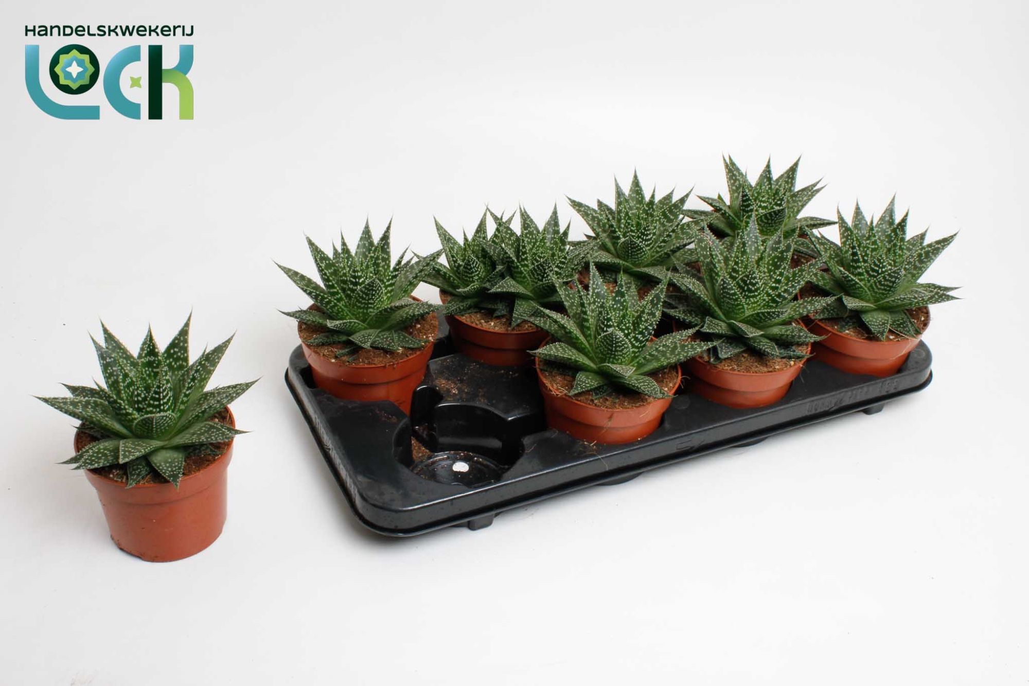 Aloë Aristata Special, D 12