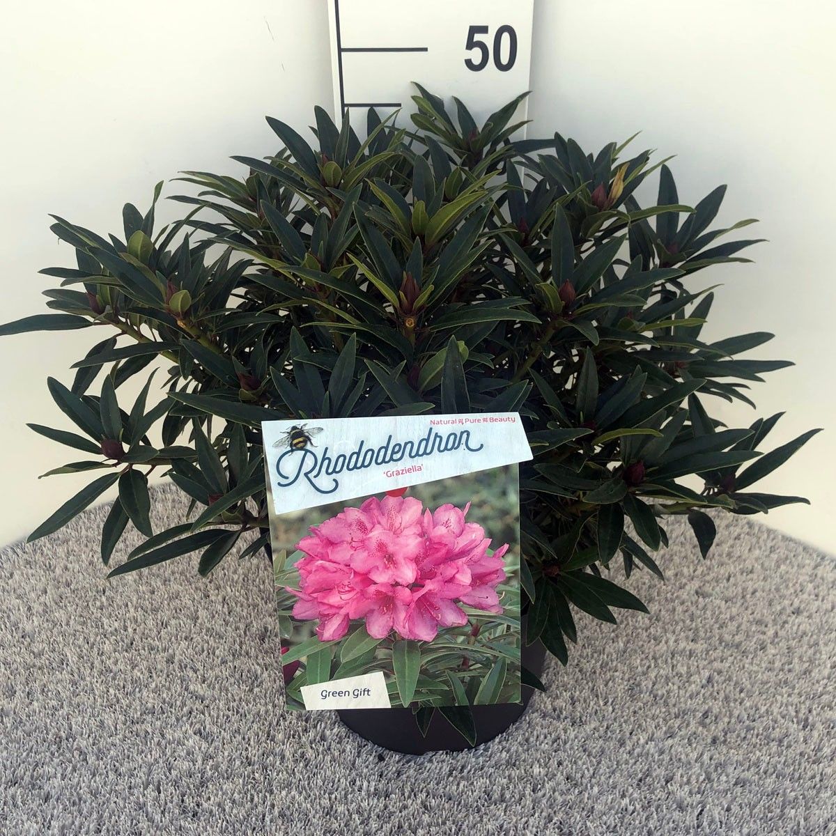 Rhodo. 'Graziella' red/pink, D 29