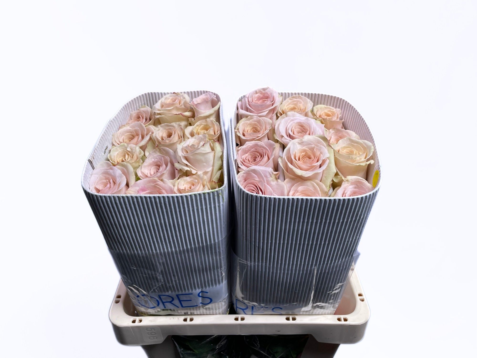 Роза од. Квиксэнд 50, шт.