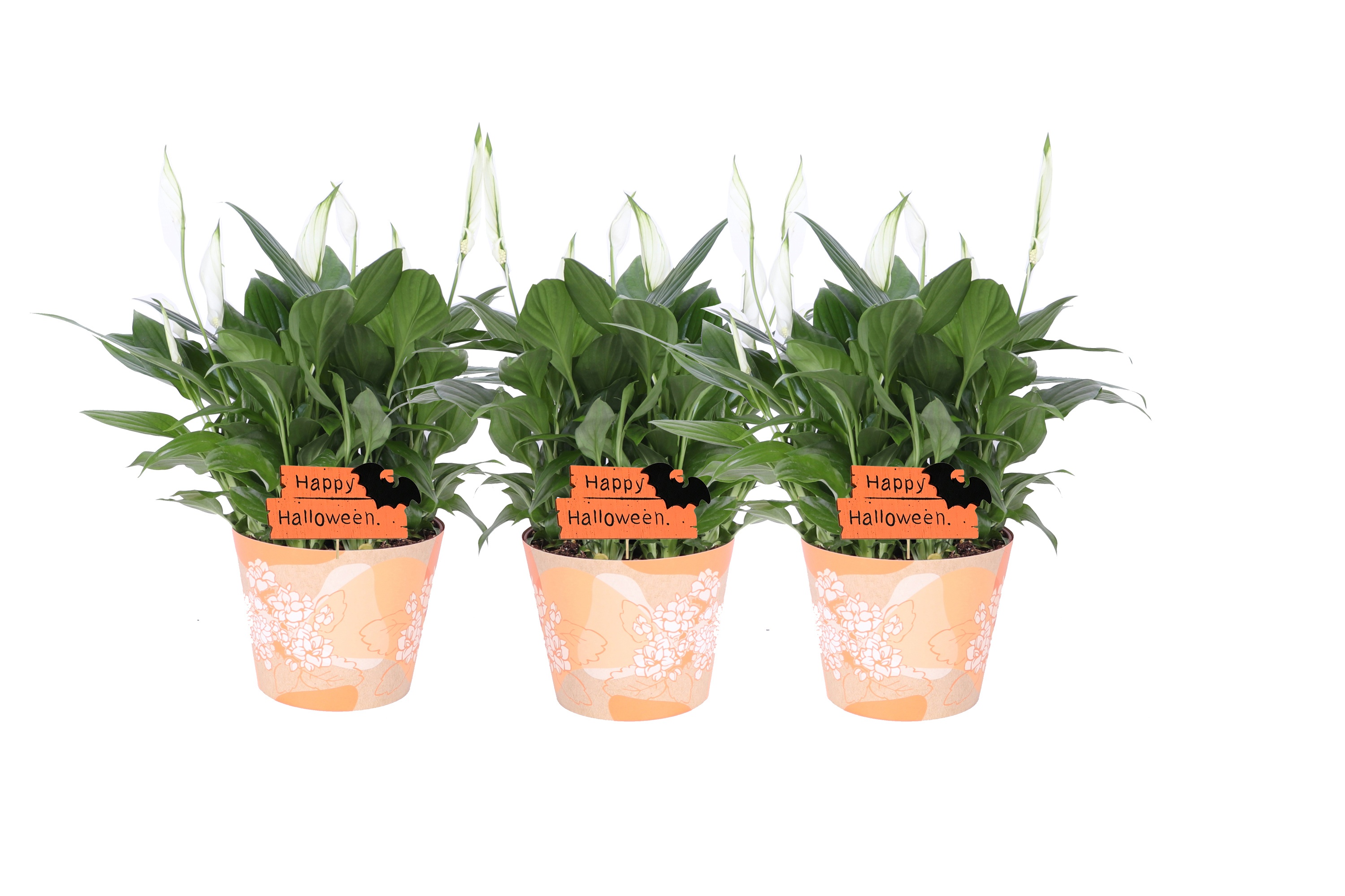 KP-849.10 - Spathiphyllum in waterdichte smartcup Halloween, D 15 cm KP-849.10 - Spathiphyllum in waterdichte smartcup Halloween, D 15 cm