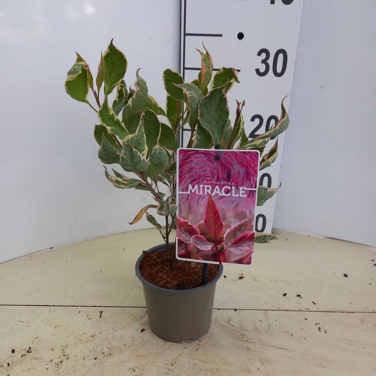 Cornus alba Miracle ('Verpaalen2'PBR), D 12