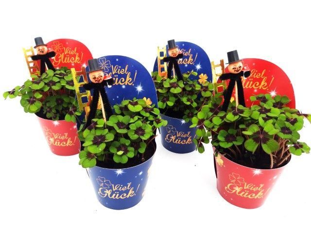 Oxalis deppei Geluk Duits Schoorsteenveger, D 7