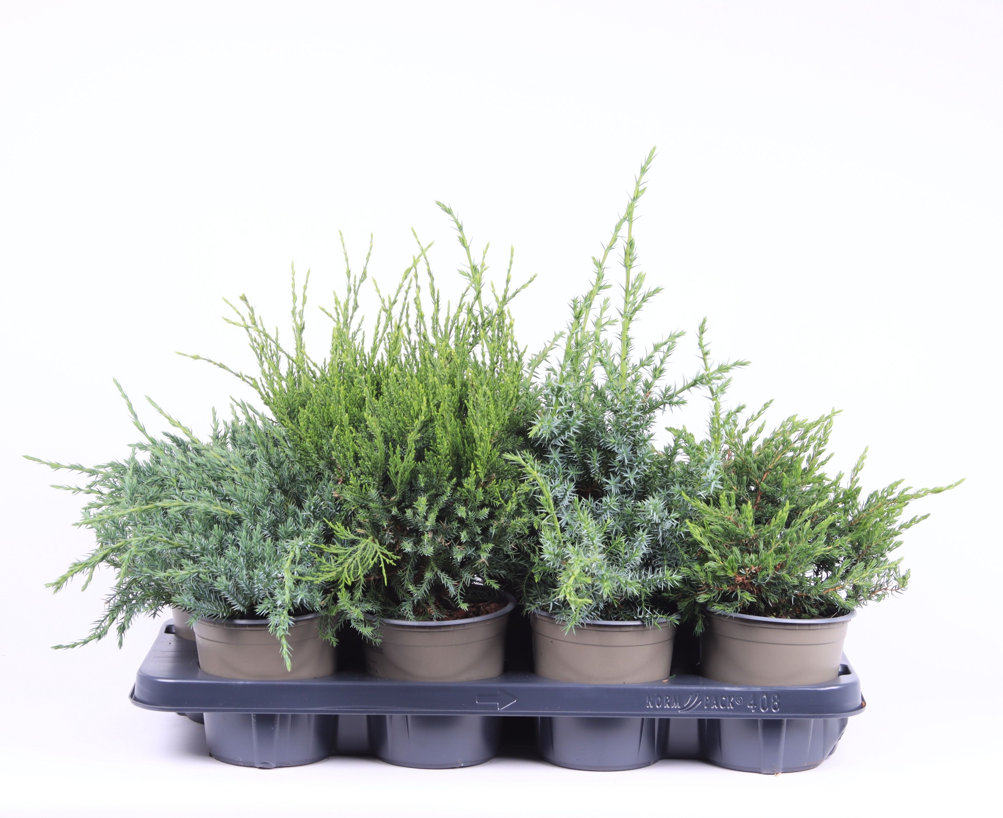 Juniperus gemengde bak, D 13 cm Juniperus gemengde bak, D 13 cm
