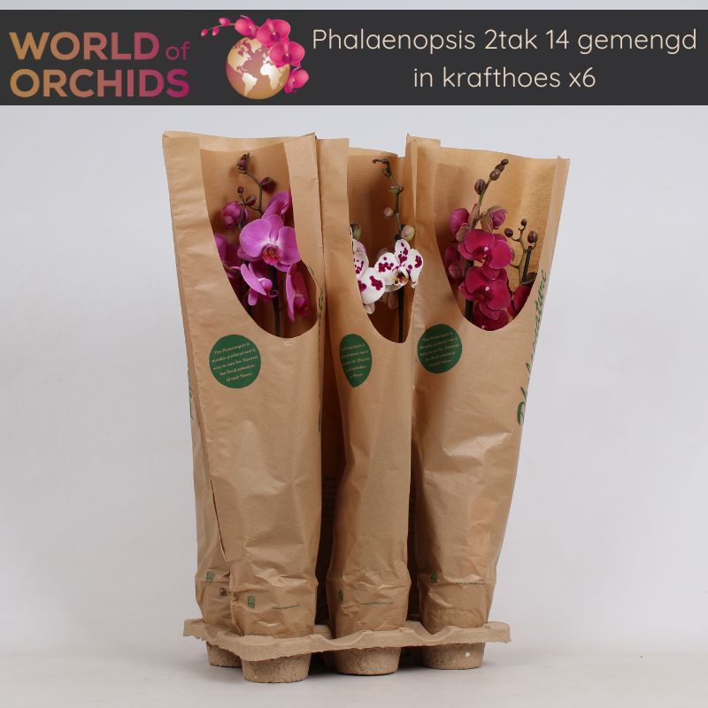 Phalaenopsis Gemengd 2 tak, 14+, 65-75 cm, Pulp tray, Kraft hoes, D 12