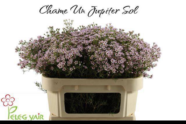 Шамелациум Юпитер Солар 70, шт.