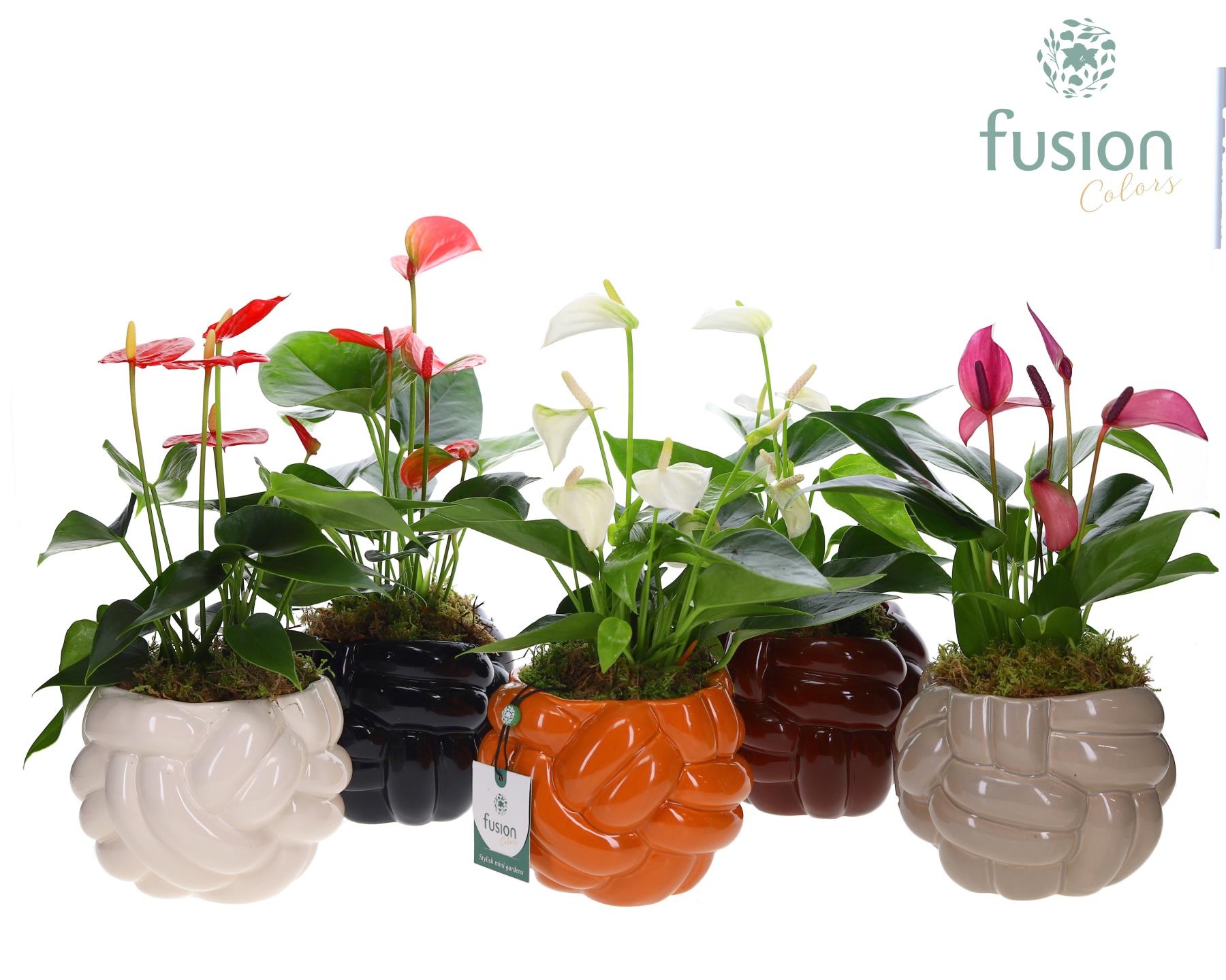 Keramiek pot Medium met Anthurium, D 14