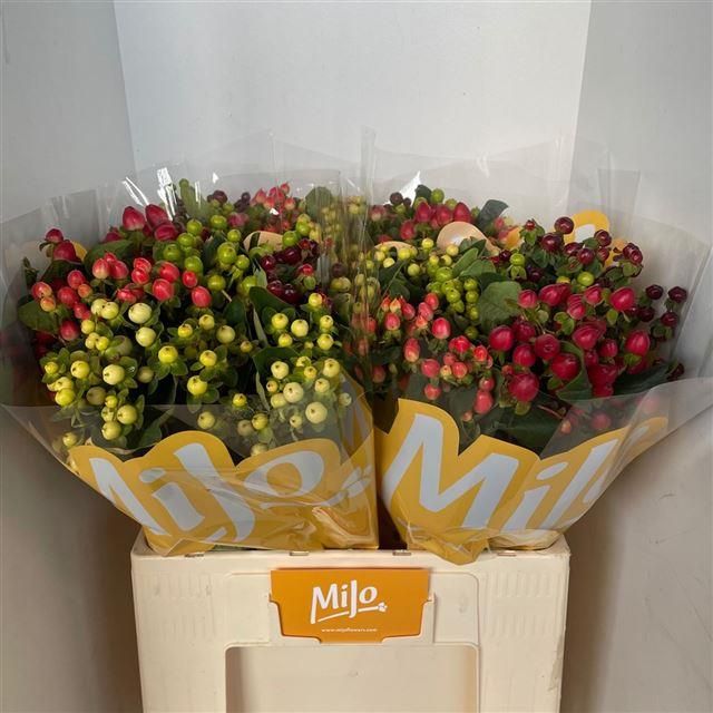 Гипперикум Мэджикал Микс 60, шт.