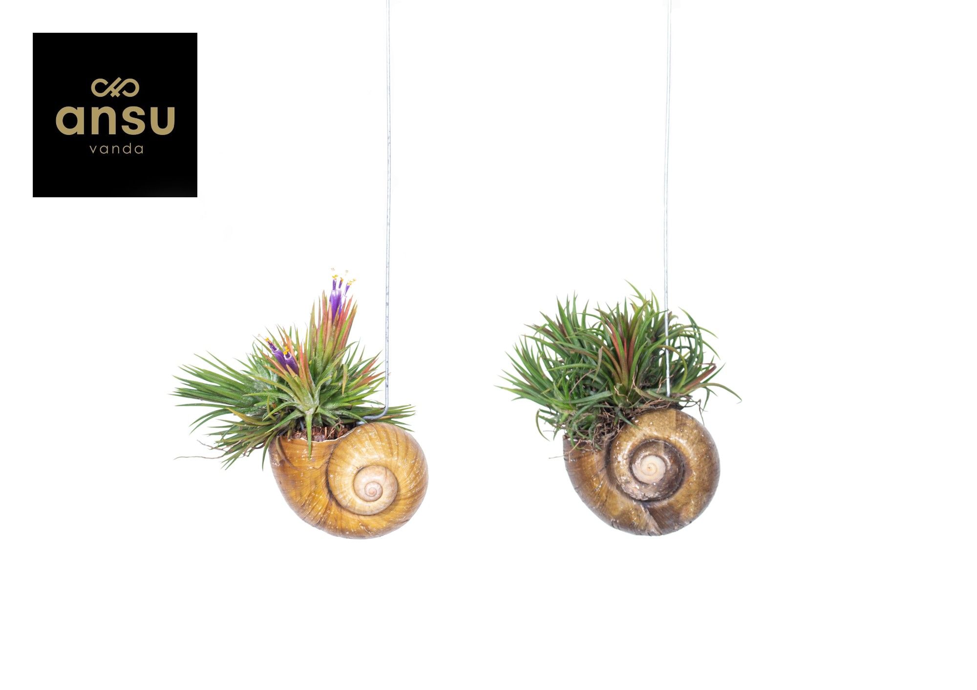 Tillandsia Shelly Hang (Los), D 10