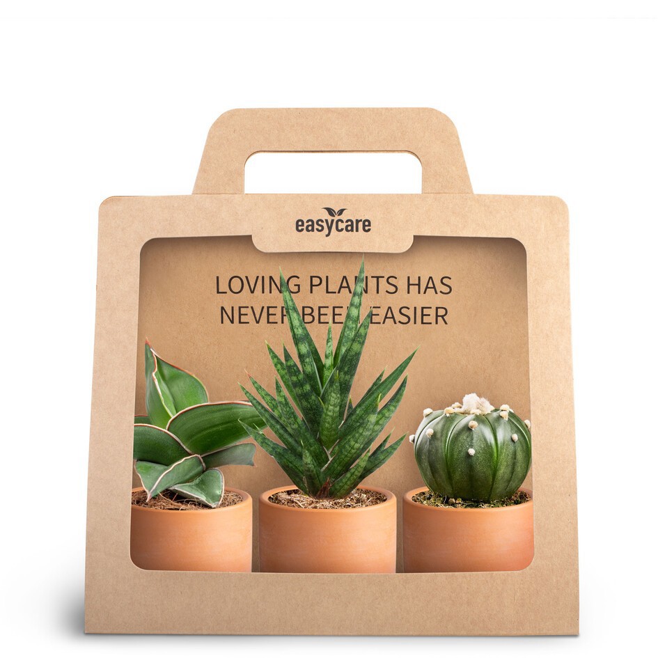 GREEN PLANTS MIX 30690131 3-Pack Raw Terracotta, D 7 cm