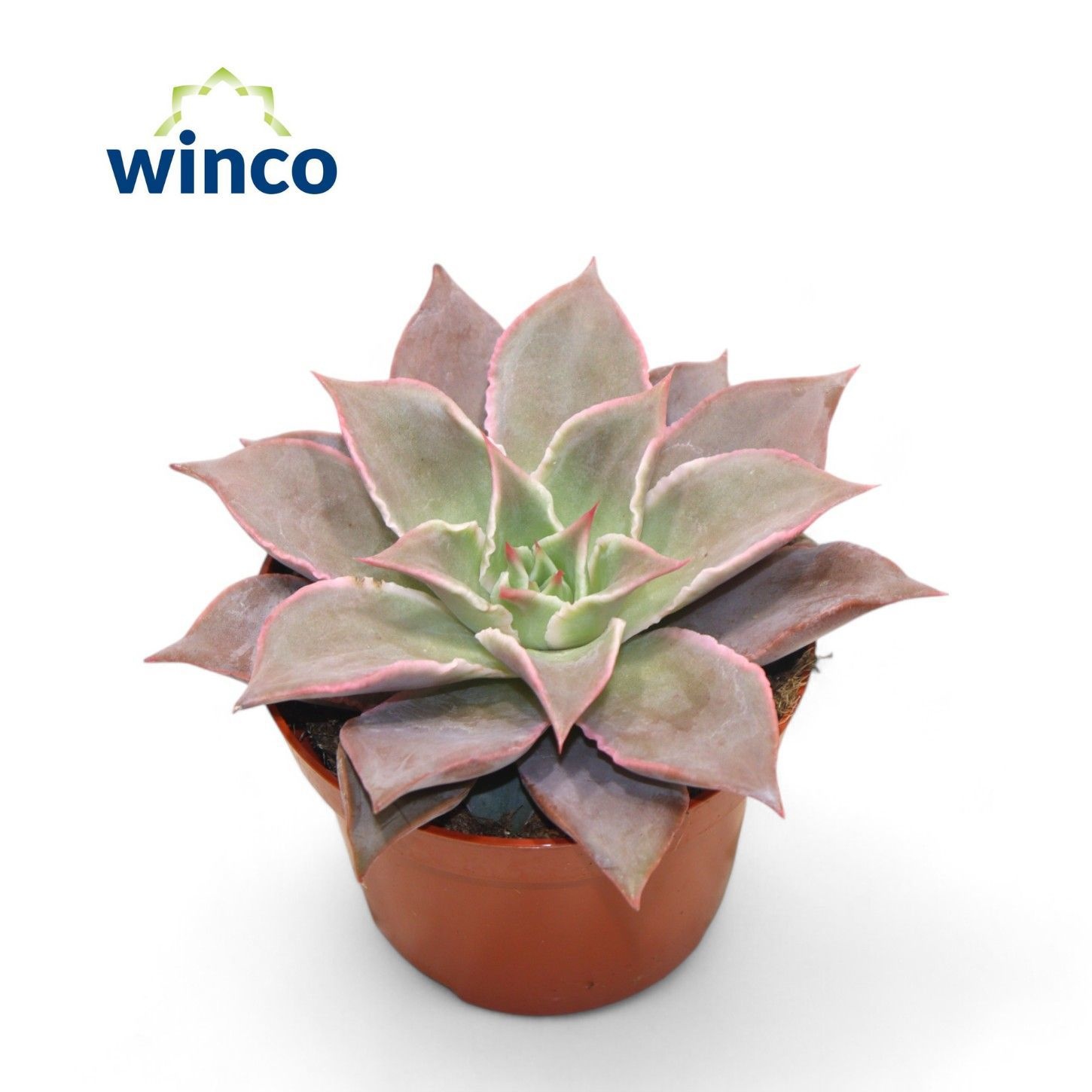 Echeveria Madiba, D 10,5