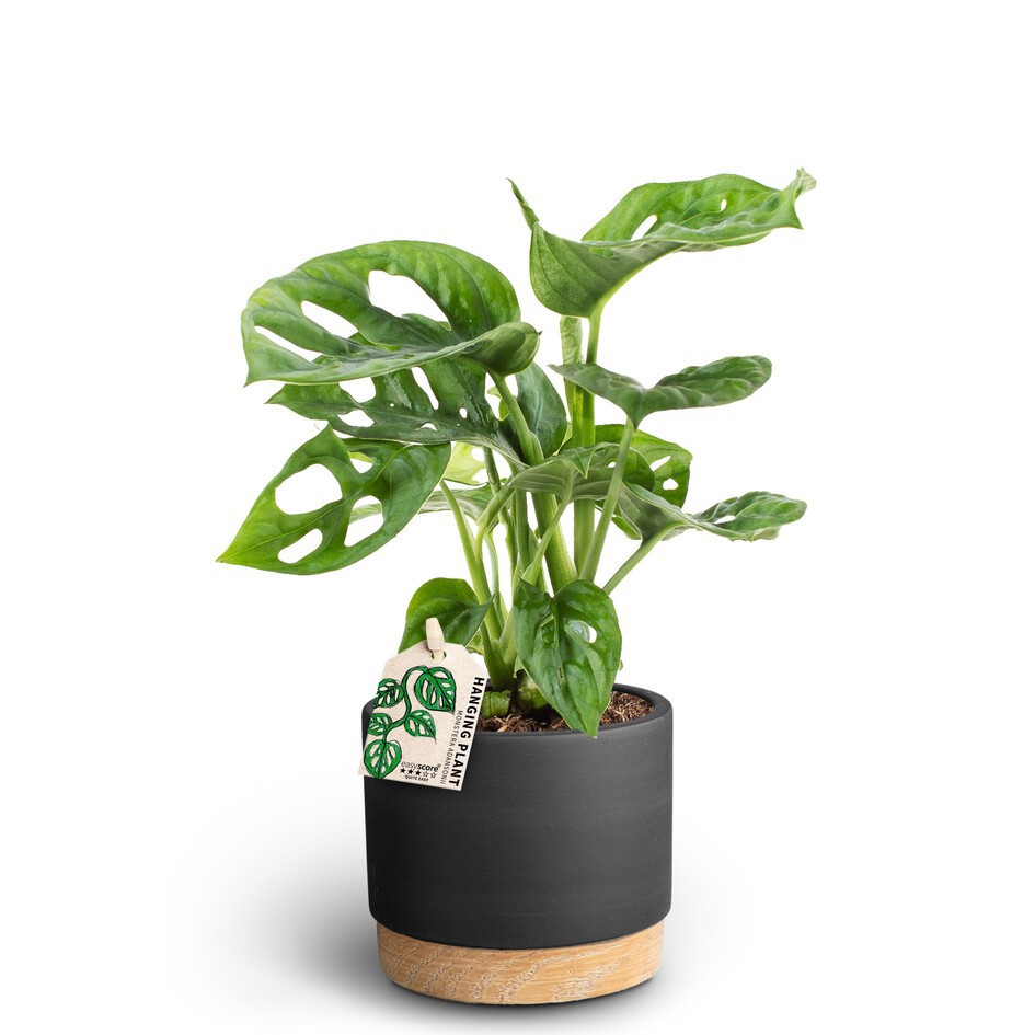 Woodbase Liqurice, Monstera Adansonii, D 10